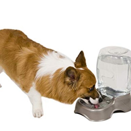 Petmate Pet Cafe Gravity Waterer Cat and Dog Water, 0.75GAL