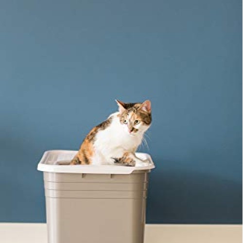 Petmate Top Entry Litter Pan Cat Litter Box Brushed Nickel/Pearl ...