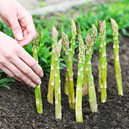 Diuretic and Anti-inflammatory - Asparagus Young Shoots Extract 6...