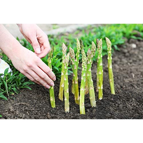 Diuretic and Anti-inflammatory - Asparagus Young Shoots Extract 6...