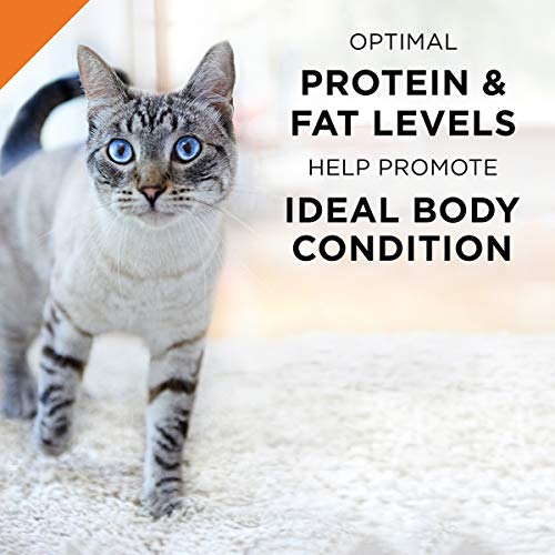 Purina Pro Plan Gravy Wet Cat Food, Chicken & Rice Entree - 24 ...