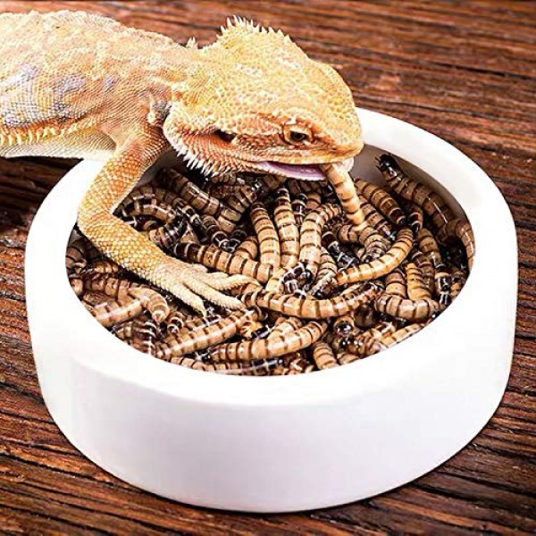 4 Pack Worm Dish Reptile Food Bowl, Ceramics Made, Lizard, Gecko ...