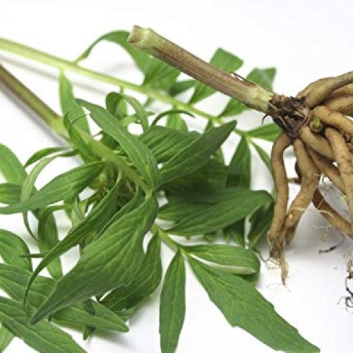 Sleeping aid Herbal - Valerian Root Extract 125MG - Help Promote ...