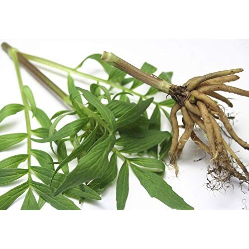 Sleeping aid Herbal - Valerian Root Extract 125MG - Help Promote ...