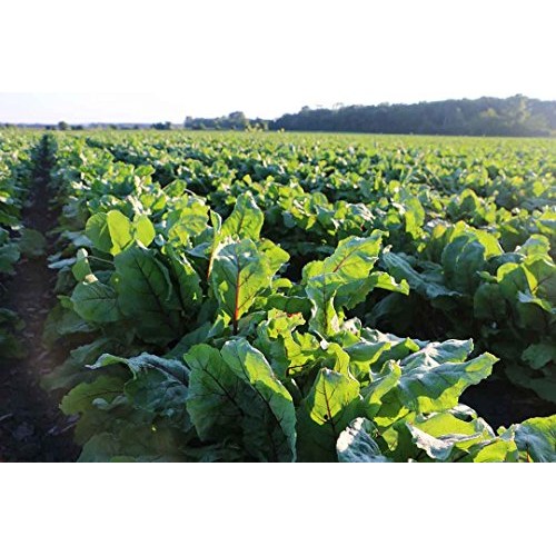 Standard Process Ferrofood - Whole Food Antioxidant, Healthy Bloo...