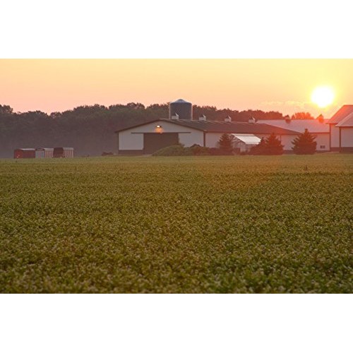 Standard Process Ferrofood - Whole Food Antioxidant, Healthy Bloo...