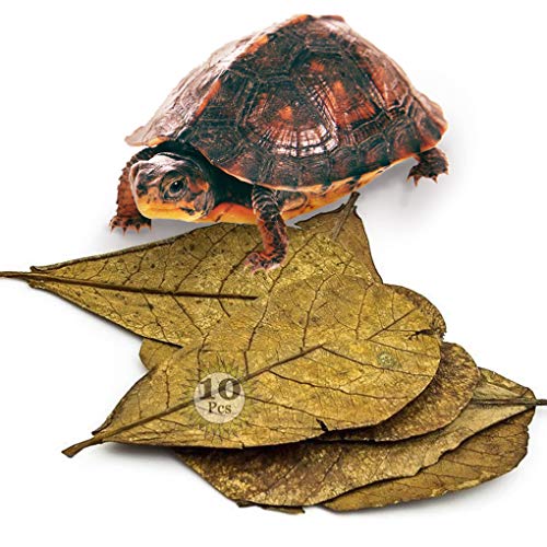 SunGrow Turtle Leaves, 7-9 Inches, Large Raw Leaves, Balances pH ...