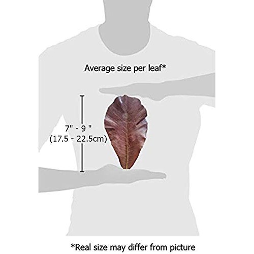 SunGrow Turtle Leaves, 7-9 Inches, Large Raw Leaves, Balances pH ...