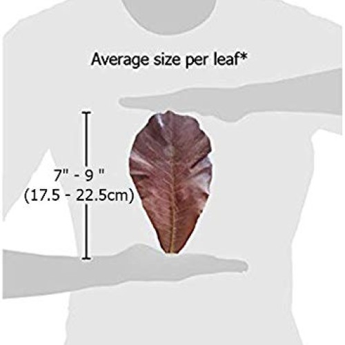 SunGrow Turtle Leaves, 7-9 Inches, Large Raw Leaves, Balances pH ...