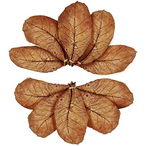 SunGrow Turtle Leaves, 7-9 Inches, Large Raw Leaves, Balances pH ...