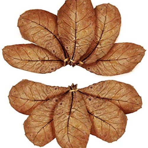 SunGrow Turtle Leaves, 7-9 Inches, Large Raw Leaves, Balances pH ...