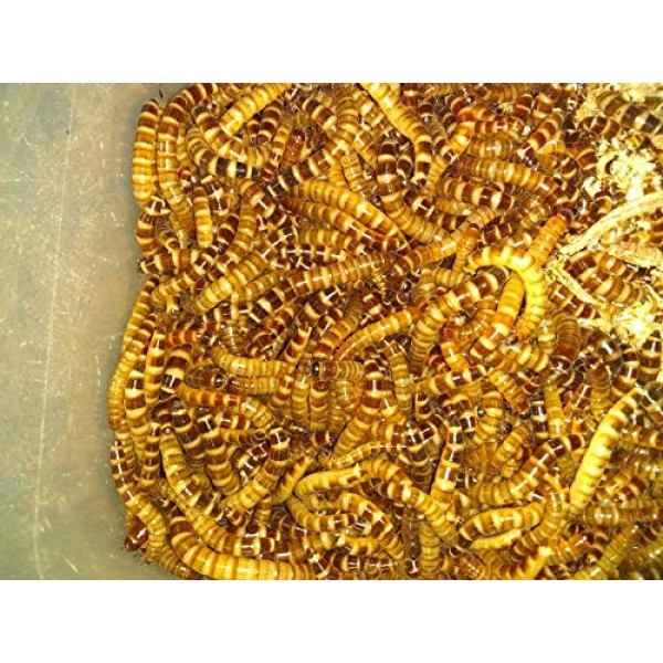 100 Large Superworms for Reptiles by DBDPet | Live Arrival is Gua...