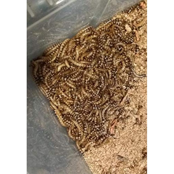 100 Large Superworms for Reptiles by DBDPet | Live Arrival is Gua...