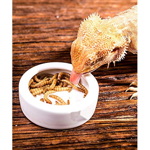 Tfwadmx 2 Pack Reptile Food Bowl, Mini Ceramic Water Feeder Bowl,...