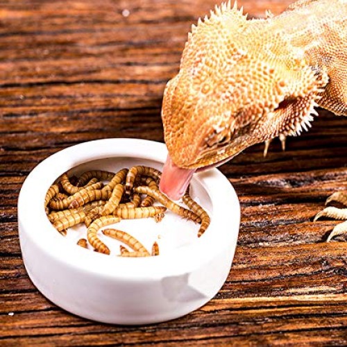 Tfwadmx 2 Pack Reptile Food Bowl, Mini Ceramic Water Feeder Bowl,...
