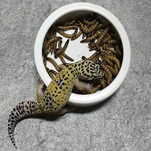 Tfwadmx 2 Pack Reptile Food Bowl, Mini Ceramic Water Feeder Bowl,...