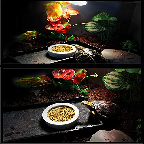 Tfwadmx 2 Pack Reptile Food Bowl, Mini Ceramic Water Feeder Bowl,...