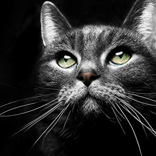 VetriScience VetriFlex for Cats and Dogs of all Weight Ranges - V...