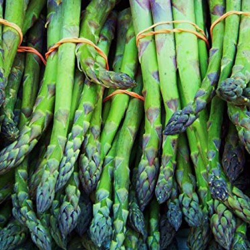 Memory and Brain Health - Asparagus Young Shoots Extract 600 MG -...