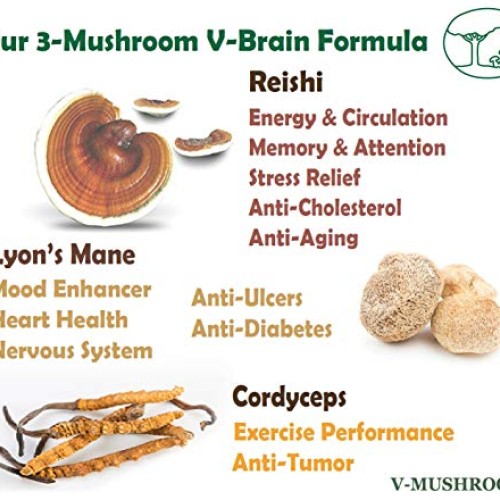 Medicinal Mushrooms v-Brain Supplement Powder | Organic Nootropic...