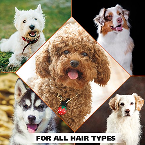 WAHL Professional Animal 4-in-1 Calming Pet Shampoo – Cleans, Con...