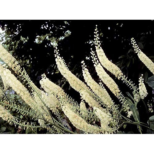Black Cohosh Cimicifuga racemosa packet of 50 seeds, organic