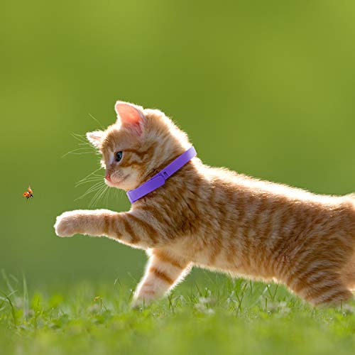 Weewooday 3 Pieces Cat Adjustable Calming Collar, Reduce Anxiety ...