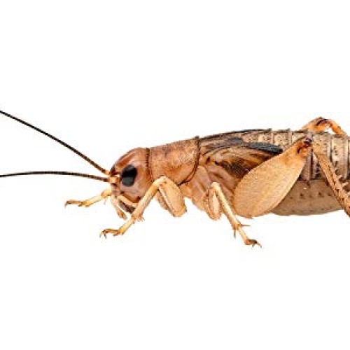 Worm Life 1 Large Adult Live Crickets 250 Count