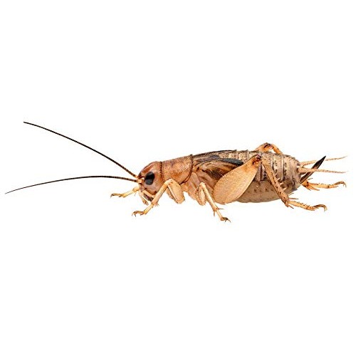 Worm Life 1 Large Adult Live Crickets 250 Count