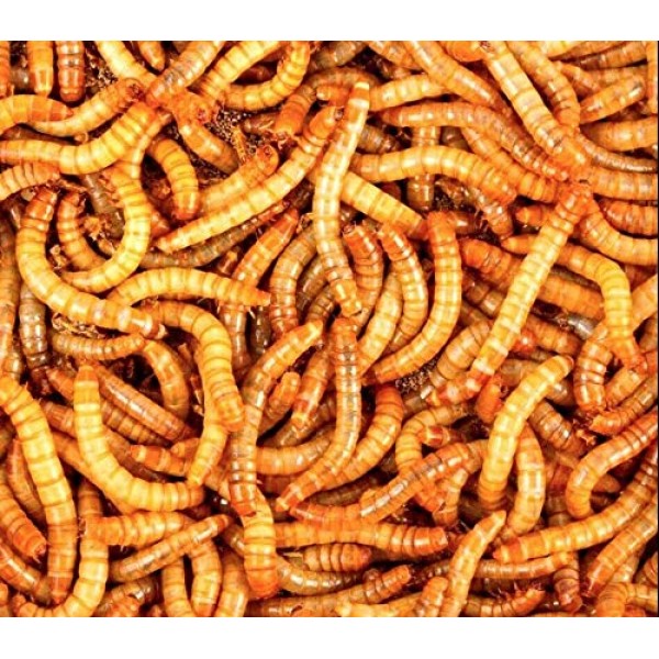 Worm life 500 Live Mealworms with Free Bedding/Food for 5 Weeks