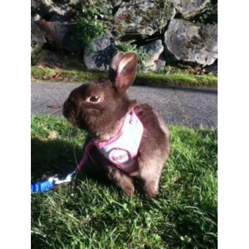 Xtreme Pet Products Comfort Harness Large 10-14lbs, Pink