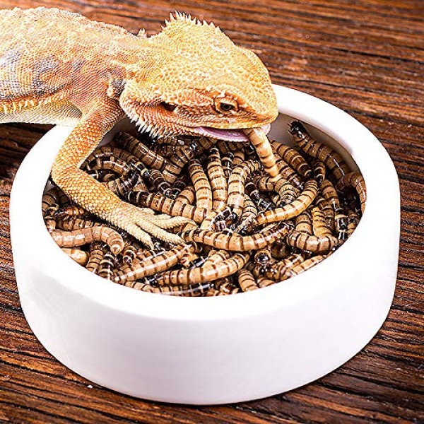 2 Pack Reptile Food Bowl Lizard Gecko Food Water Dish Bearded Dra...
