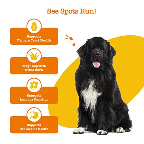 Zesty Paws Stay Green Bites for Dogs - Grass Burn Soft Chews for ...