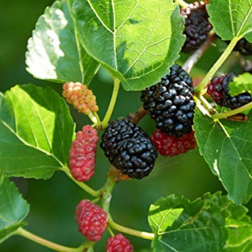 Mulberry Leaf Extract Powder 4 oz, Mulberry Supplement All Natura...