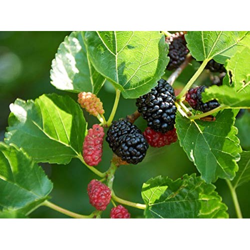 Mulberry Leaf Extract Powder 4 oz, Mulberry Supplement All Natura...
